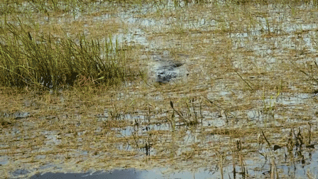 Announcing Borscht -0.5 Flash Film Fest  news banner